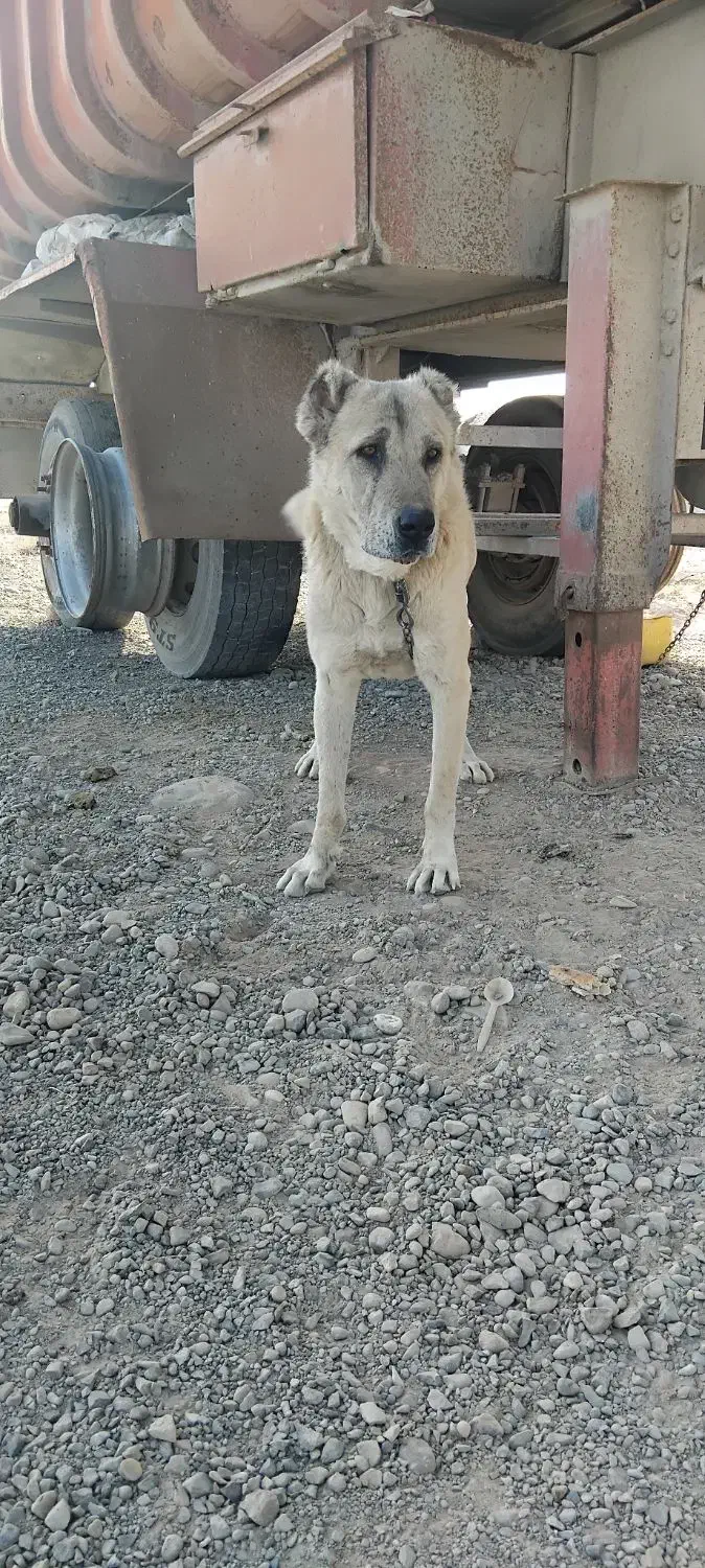 سگ هیکل سرابی|سگ|مشهد, بهمن|دیوار