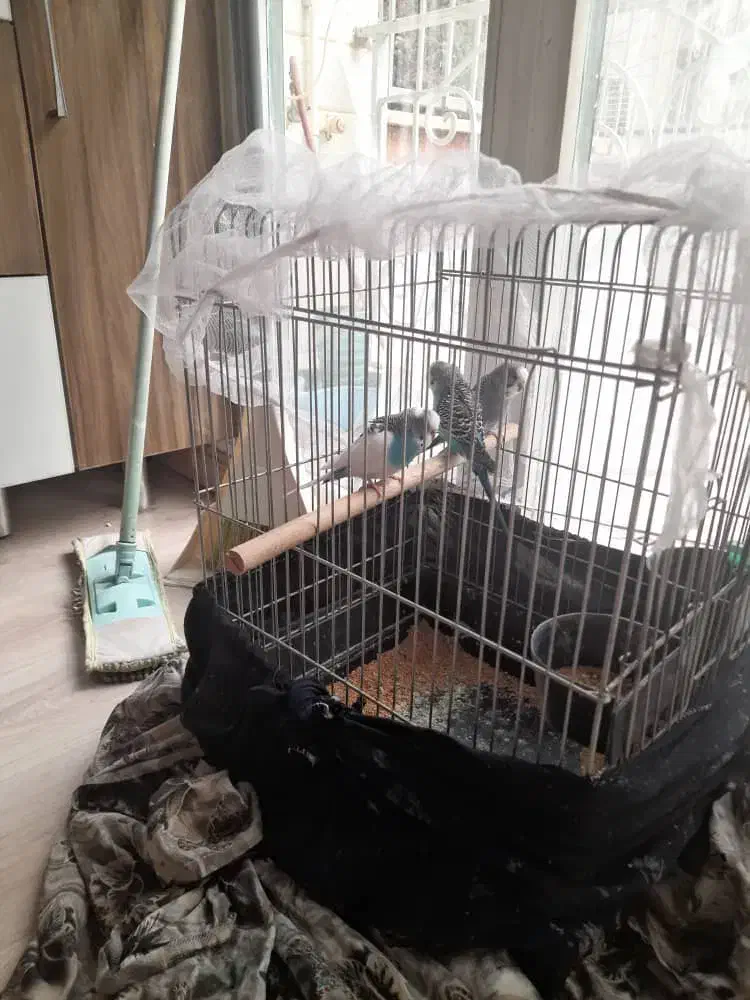 مرغ عشق|پرنده|تهران, حافظیه|دیوار