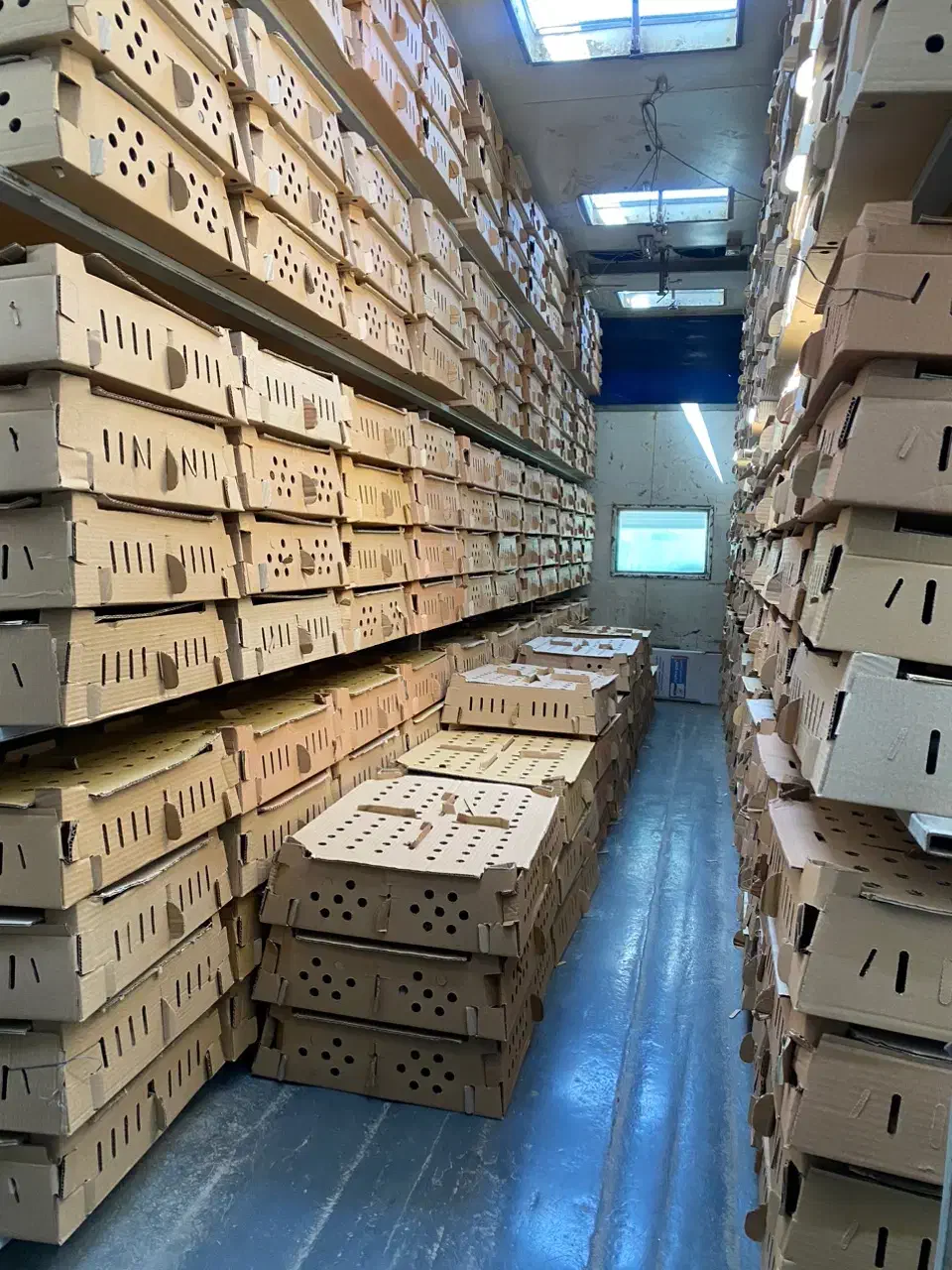 جوجه جهادی اصفهان|حیوانات مزرعه|شیراز, باغ تخت|دیوار