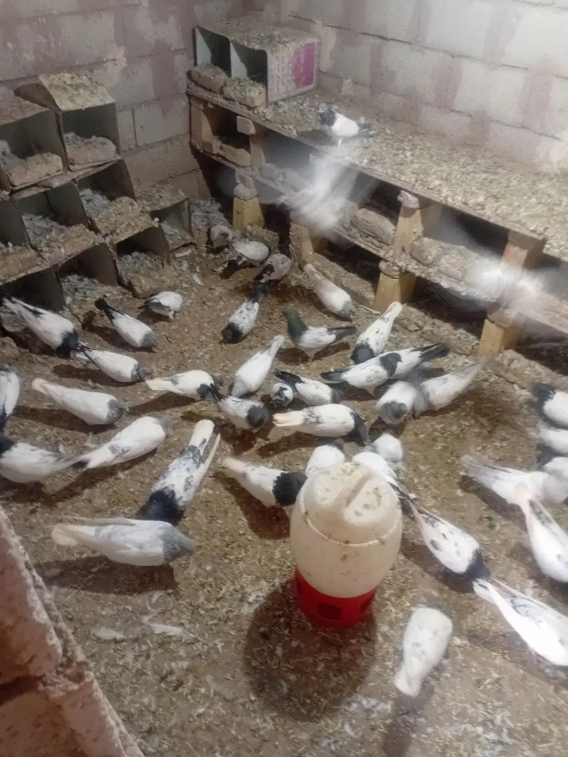 کبوترباشی گوی باشی موشی|پرنده|مرند, |دیوار