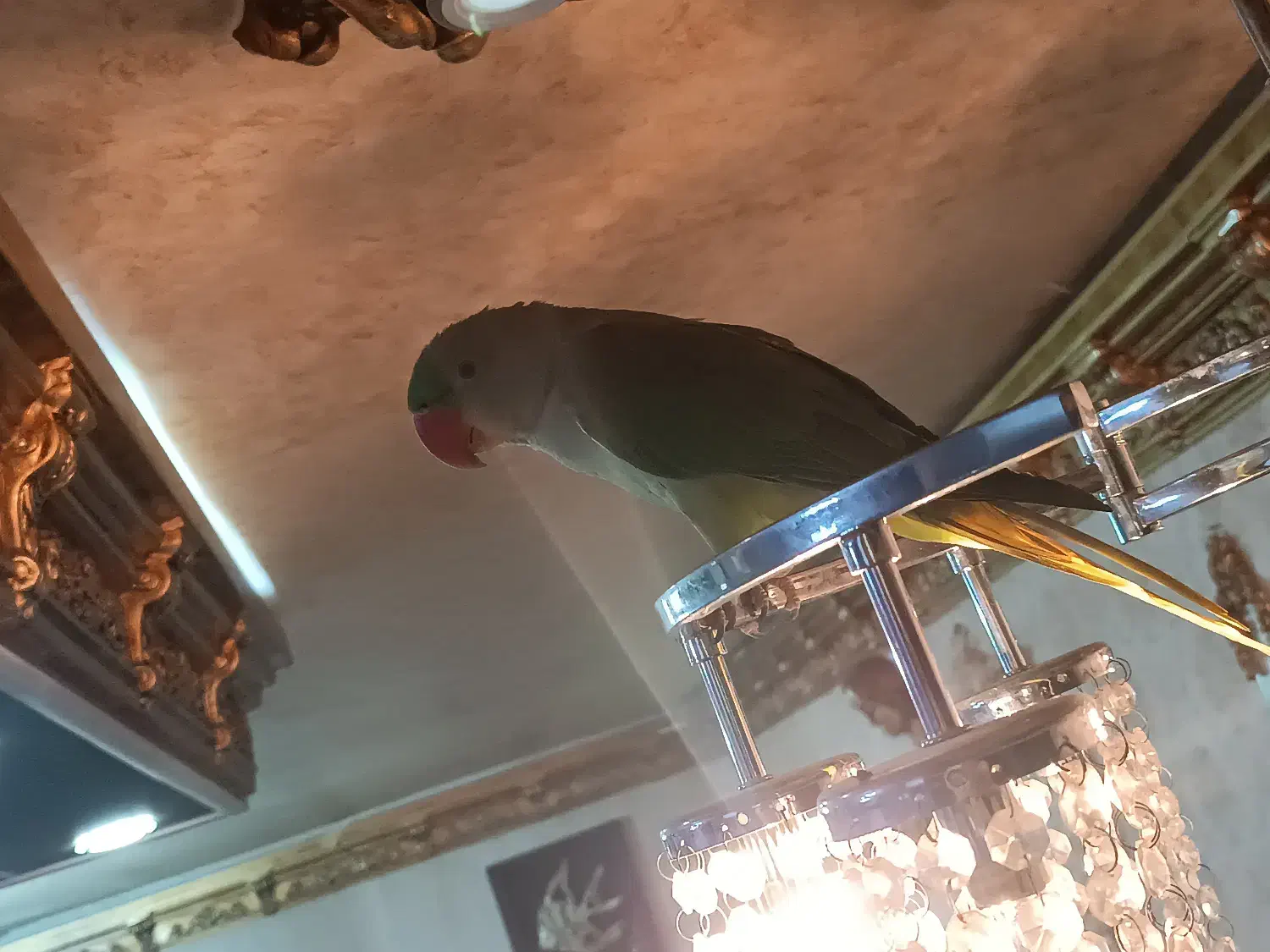 شاه طوطی زیبا با وسایل|پرنده|خوی, |دیوار