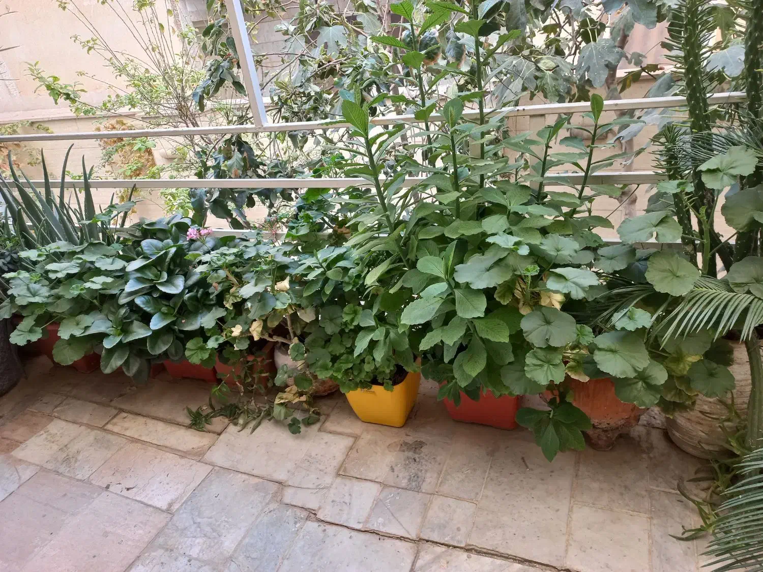 گل و گلدان قیمت پایین|گل و گیاه طبیعی|کرج, حسن آباد|دیوار