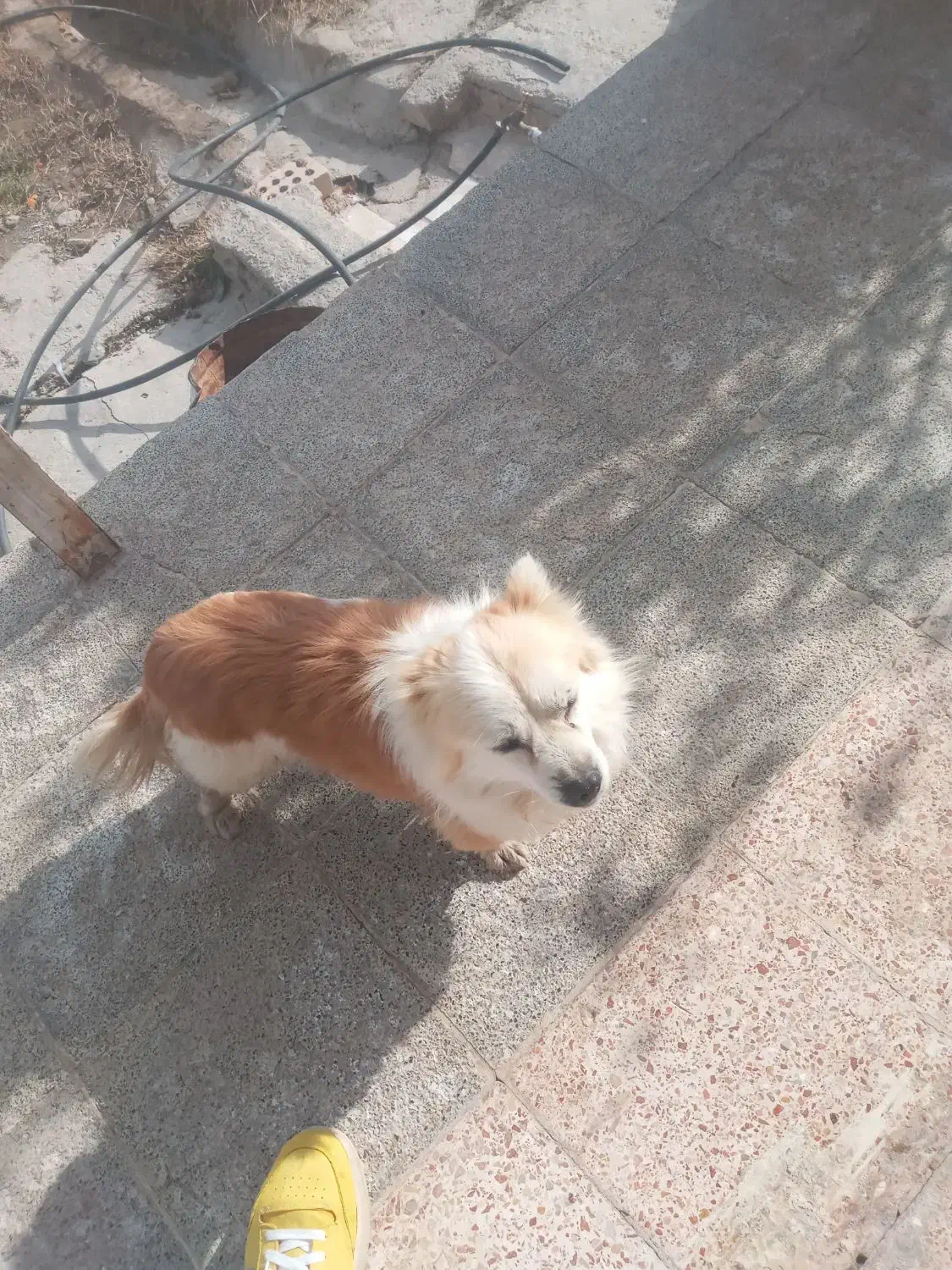 پامر نر بازیگوش|سگ|چناران, |دیوار