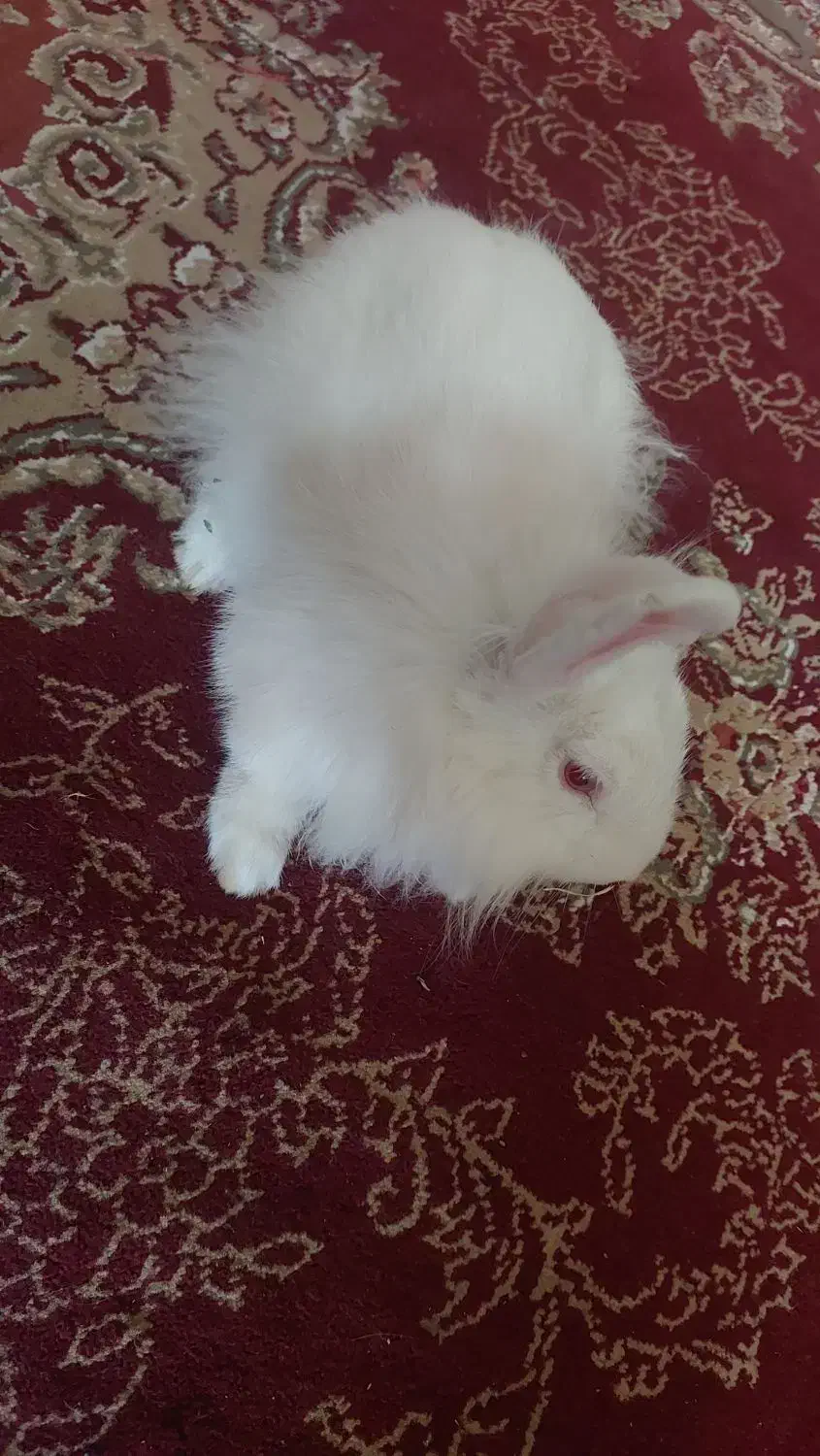 خرگوش لوپی|موش و خرگوش|زابل, |دیوار