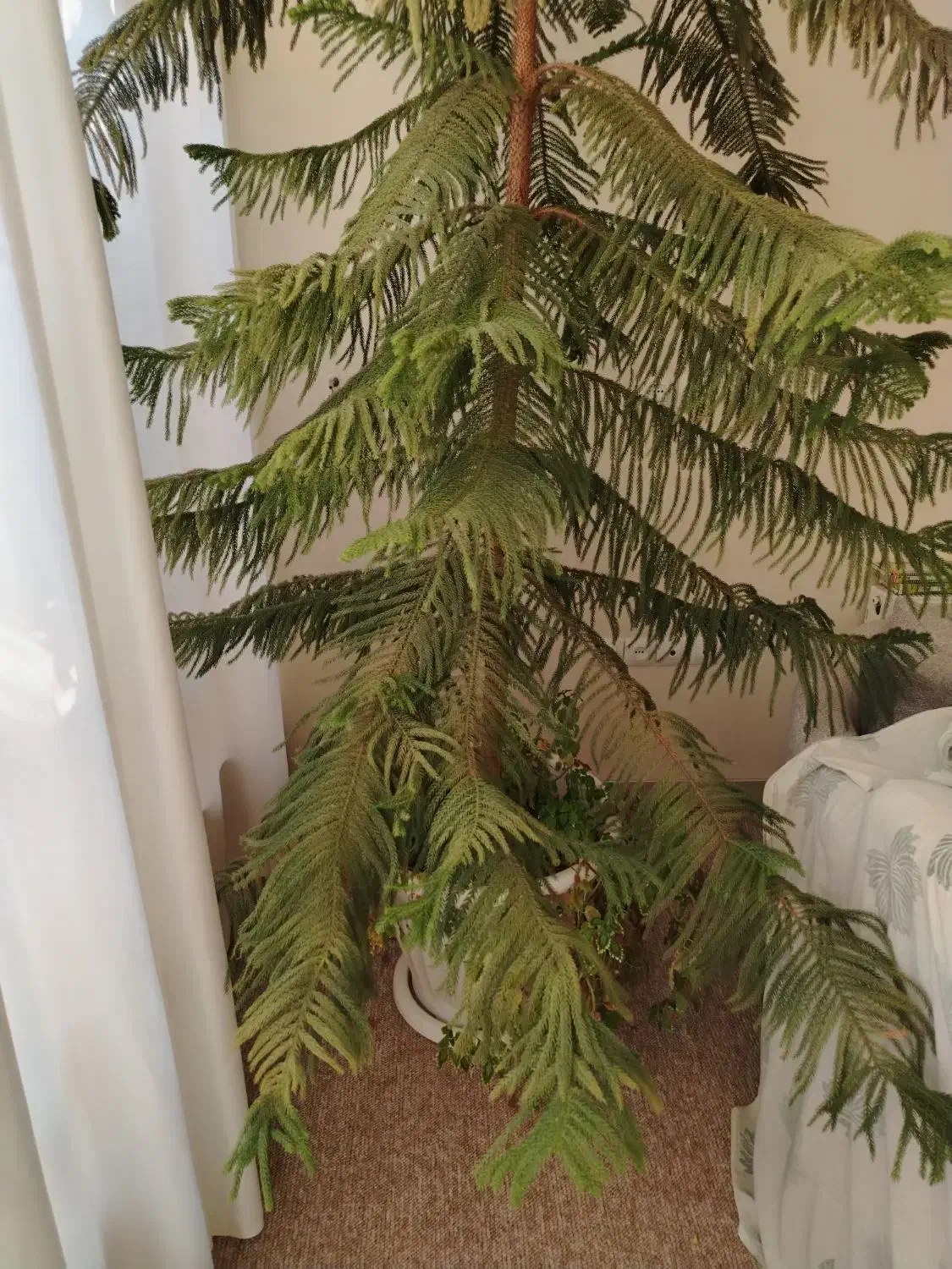 فروش کاج مطبق|گل و گیاه طبیعی|نجف‌آباد, جعفرآباد|دیوار