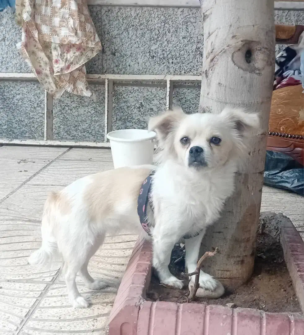 سگ پاکوتاه پامر ماده|سگ|تبریز, |دیوار