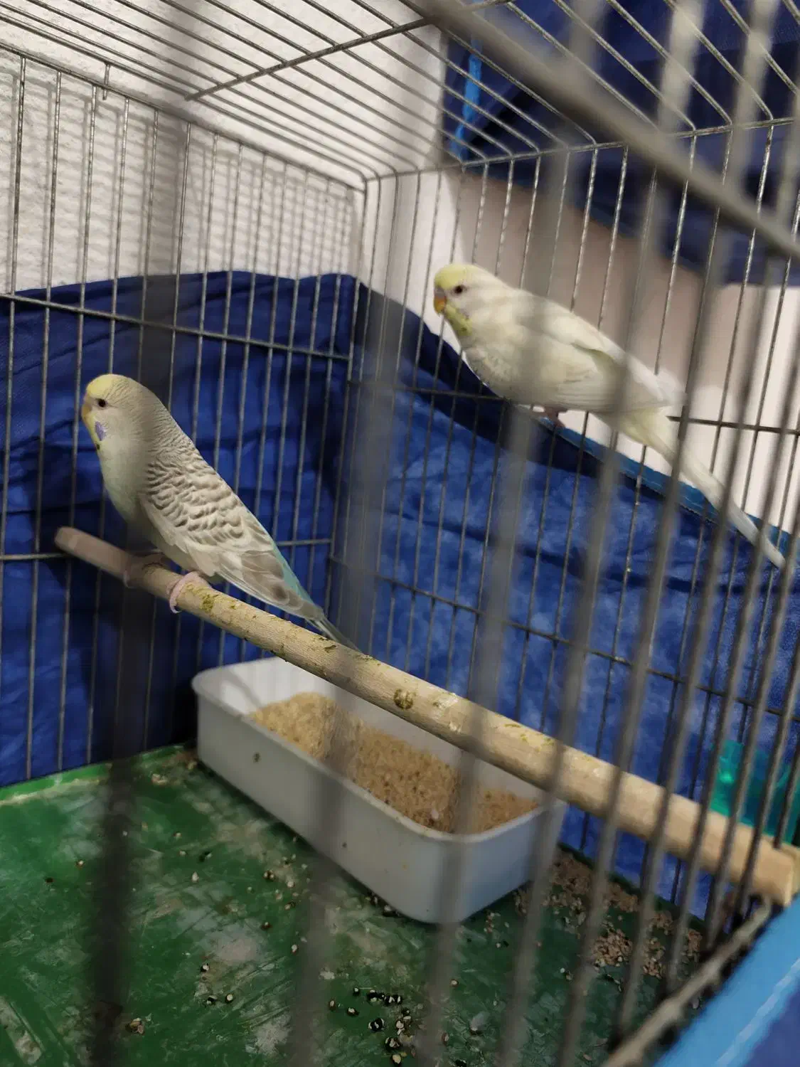 مرغ عشق خالدار چشم قرمز|پرنده|بندرعباس, |دیوار