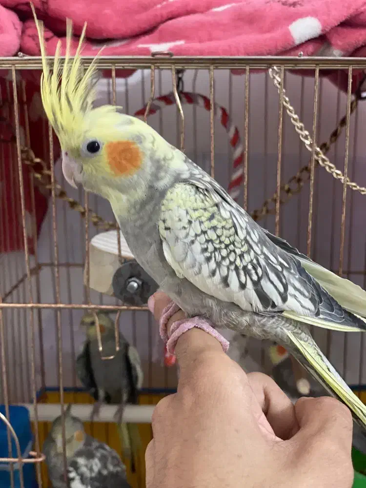 عروس هلندی (نر)|پرنده|ری, علایین|دیوار