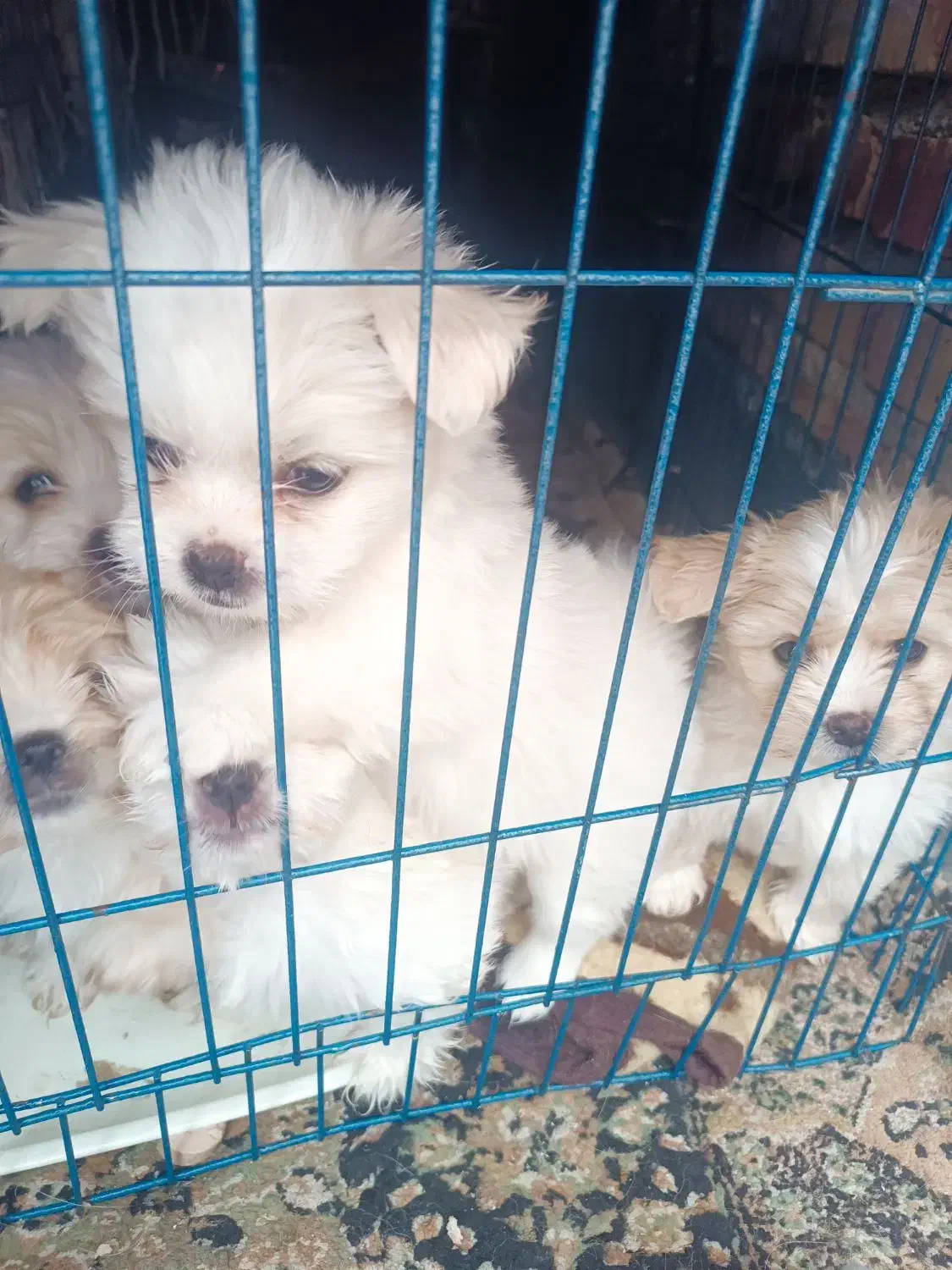 ۳ تاتوله ماده الان ۵ماهه هستن|سگ|ماکو, |دیوار