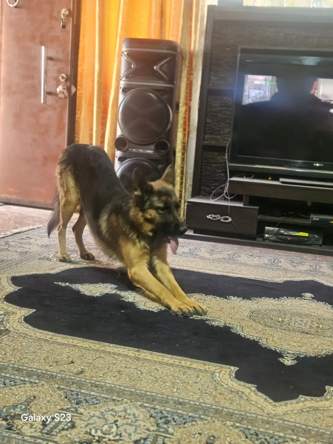 واگذاری سگ|سگ|کرمان, |دیوار