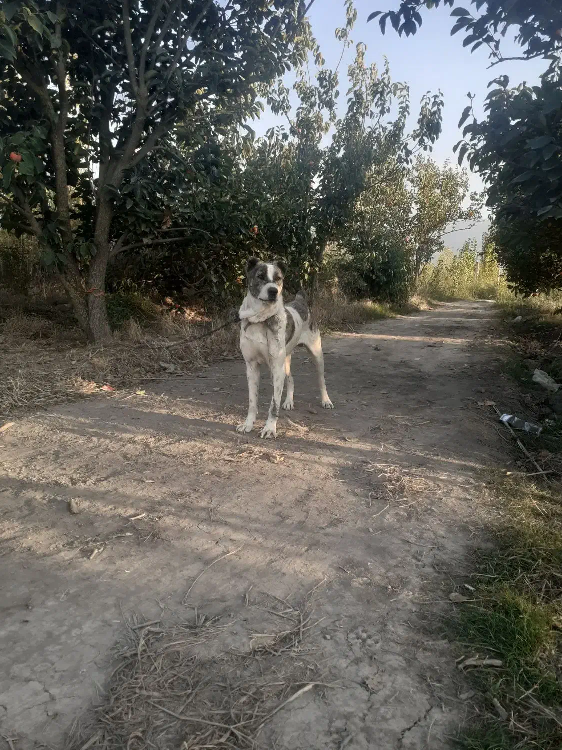 واگذاریسگافغان|سگ|آزادشهر, |دیوار