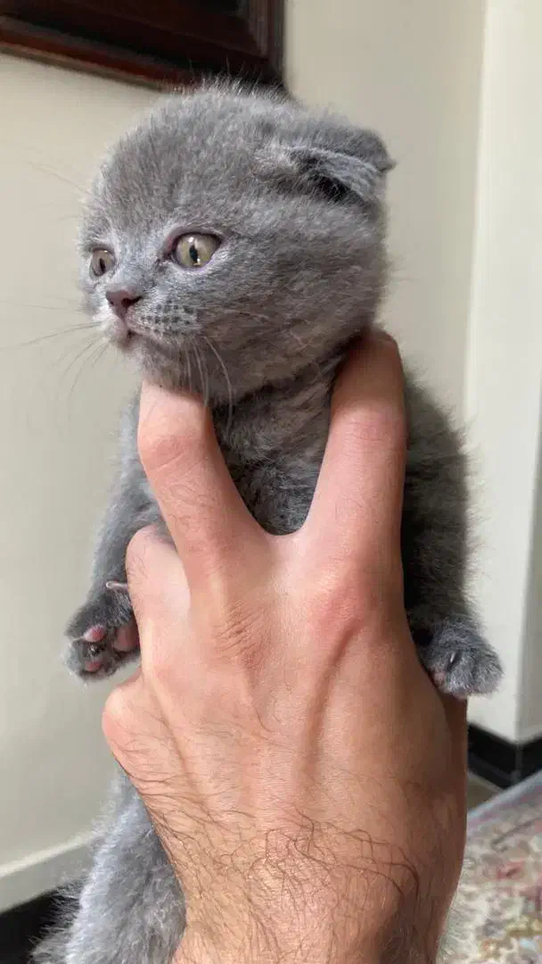 گربه اسکاتیش رنگ بلو|گربه|تهران, توحید|دیوار