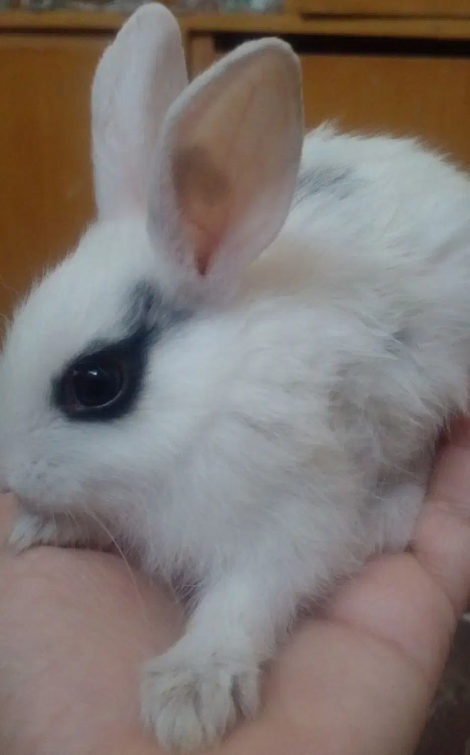 بچه خرگوش ناز و کوچولو|موش و خرگوش|جهرم, |دیوار