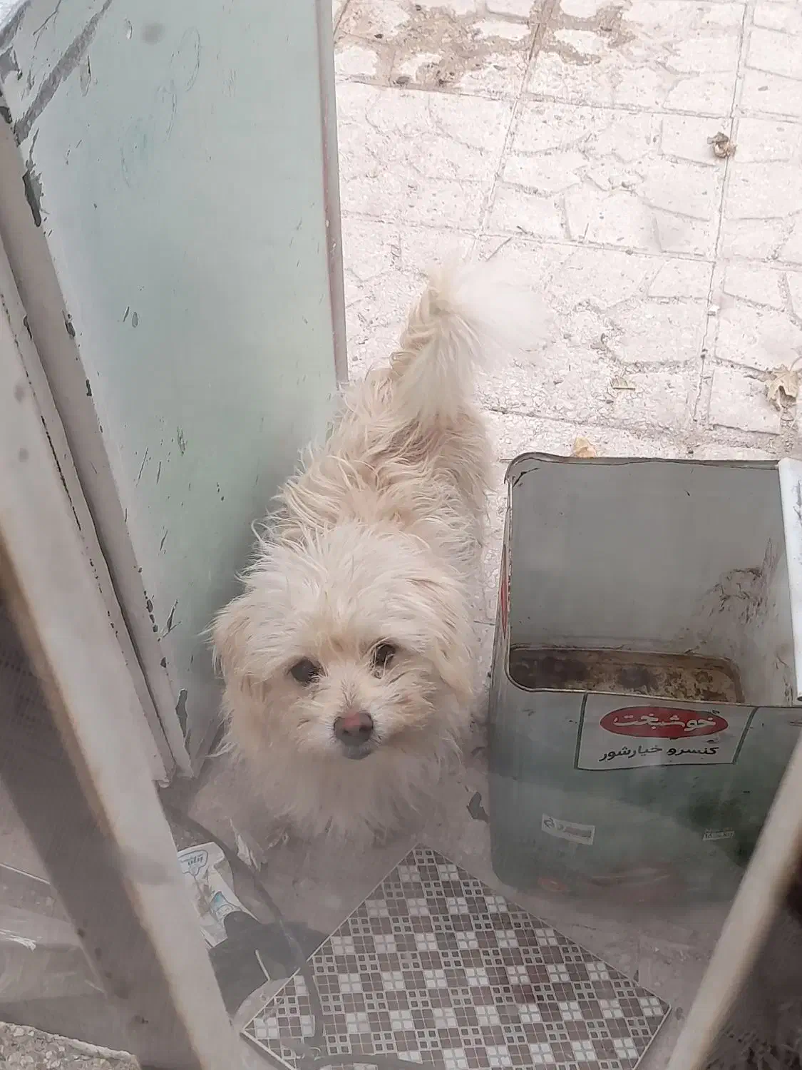 سگ شیتزو|سگ|فیروزآباد (فارس), |دیوار