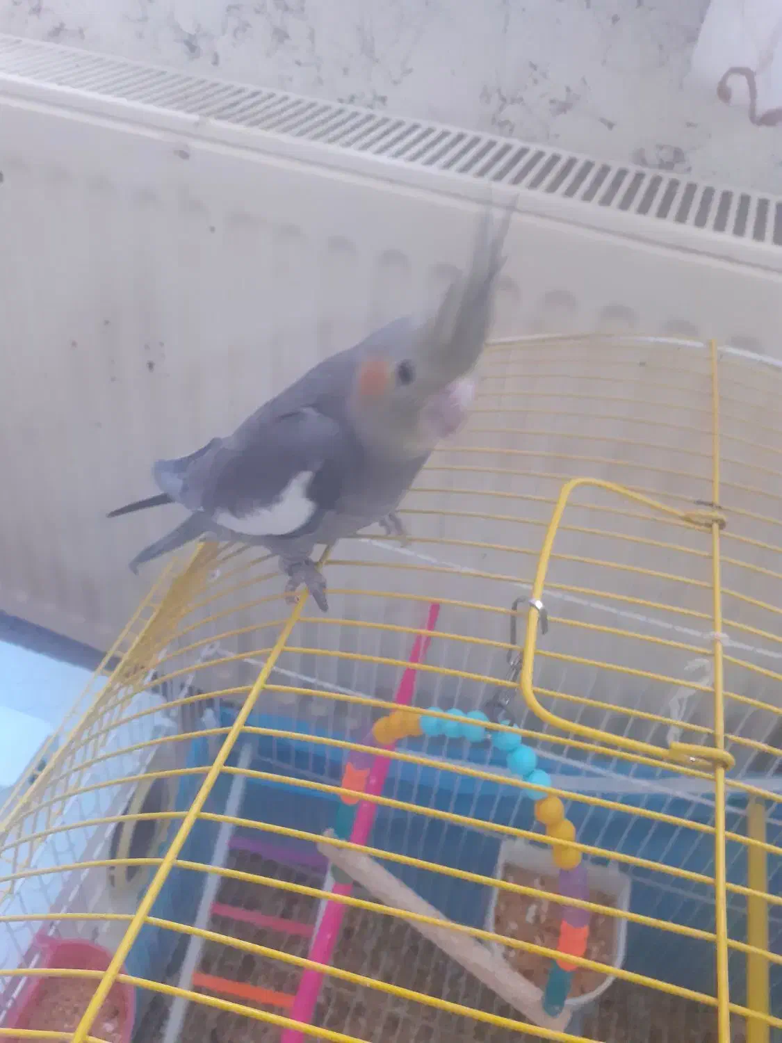 فرار کرده|حیوانات|اردبیل, |دیوار