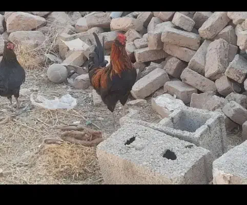 خروس گلین لری|حیوانات مزرعه|کرج, شهرک سهرابیه|دیوار