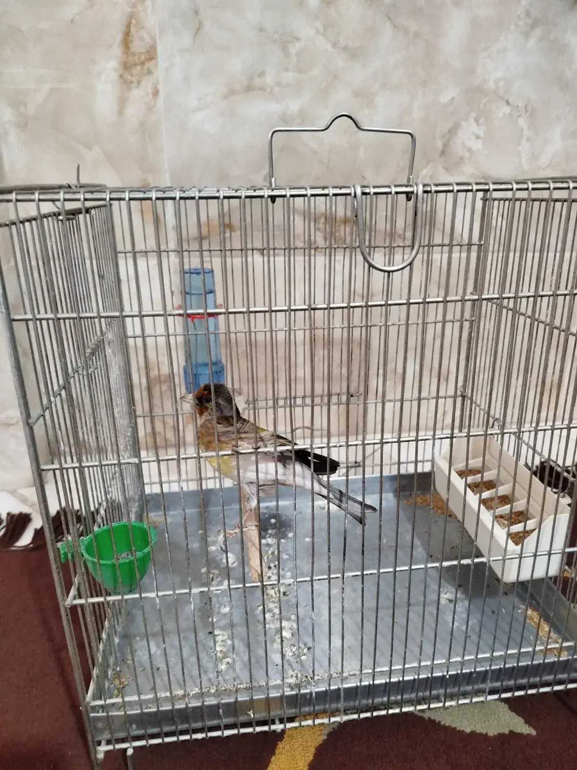 سهره قناری دهن لر|پرنده|شهریار, شهرک بهاران (ویره)|دیوار