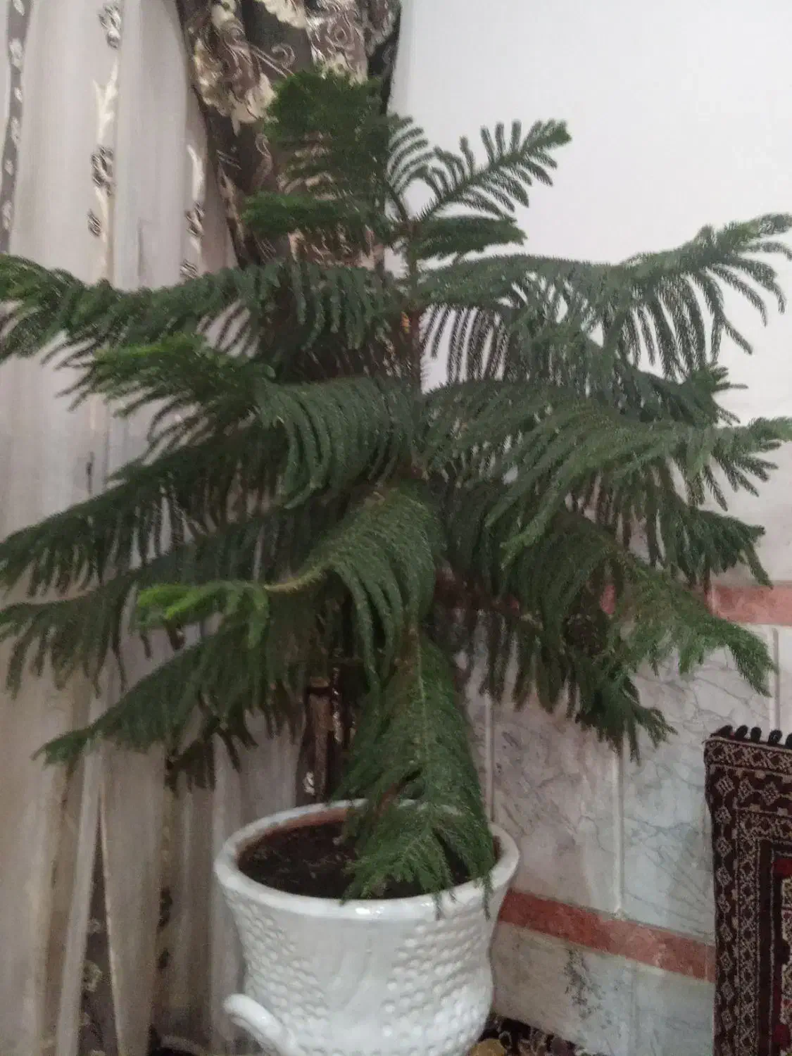 گل کاج|گل و گیاه طبیعی|تربت‌حیدریه, باغ ملی|دیوار