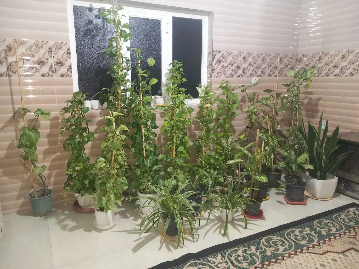 گل طبیعی و سرحال|گل و گیاه طبیعی|مینودشت, |دیوار