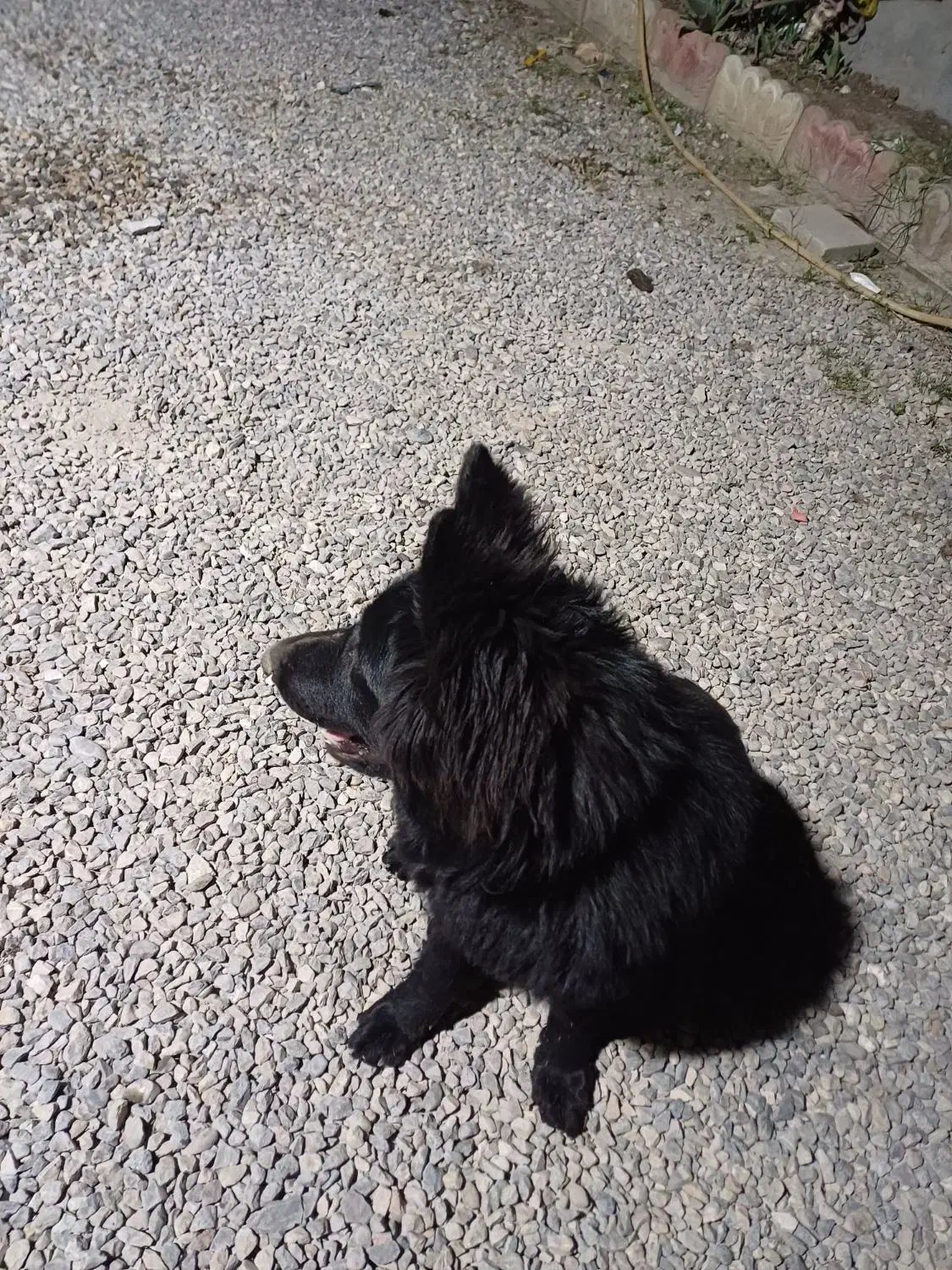 ژرمن بلک ماده|سگ|مینودشت, |دیوار