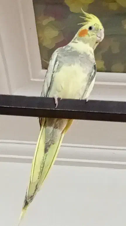 عروس هلندی|پرنده|ریگان, |دیوار