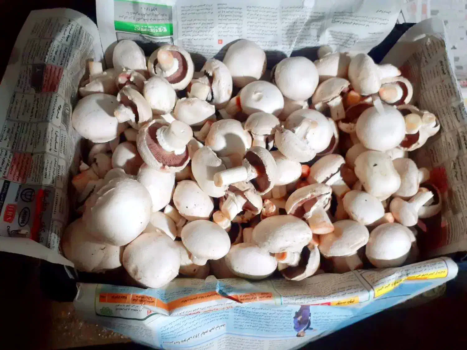 قارچ|خوردنی و آشامیدنی|اصفهان, مصلی|دیوار