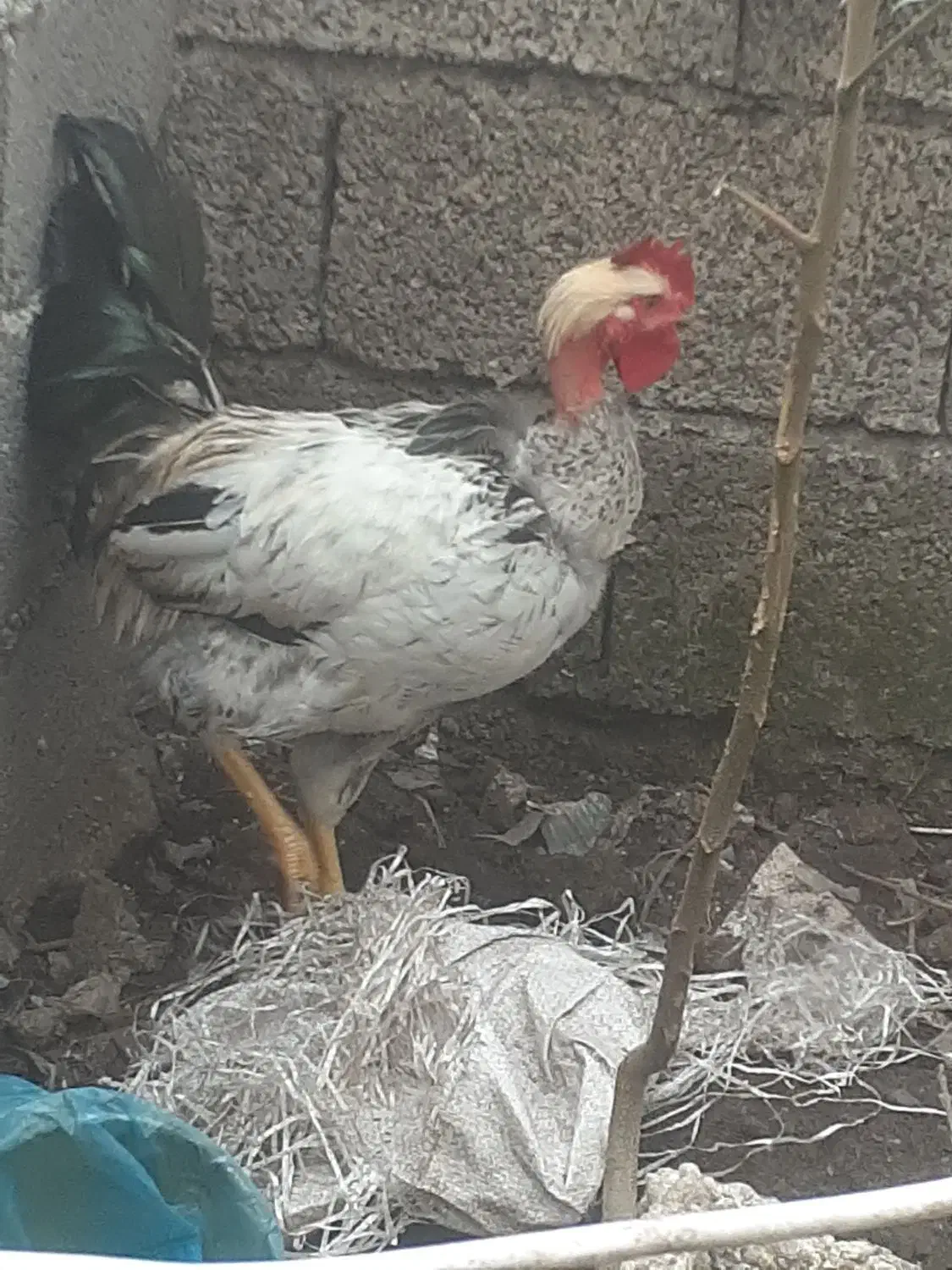 دوعدد خروس گردن لختی|حیوانات مزرعه|چاف و چمخاله, |دیوار