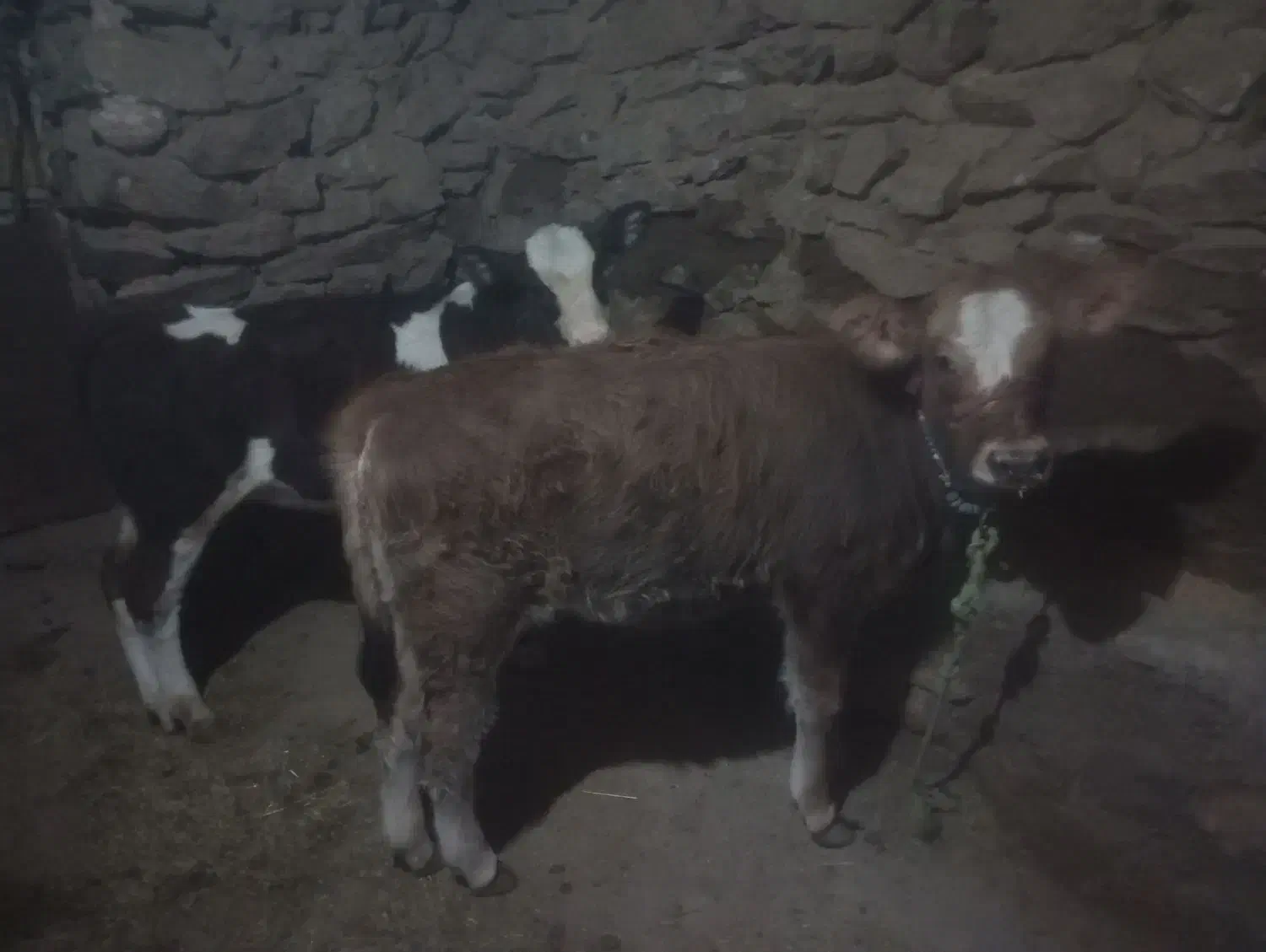 گوساله بلژیکی|حیوانات مزرعه|سارال, |دیوار