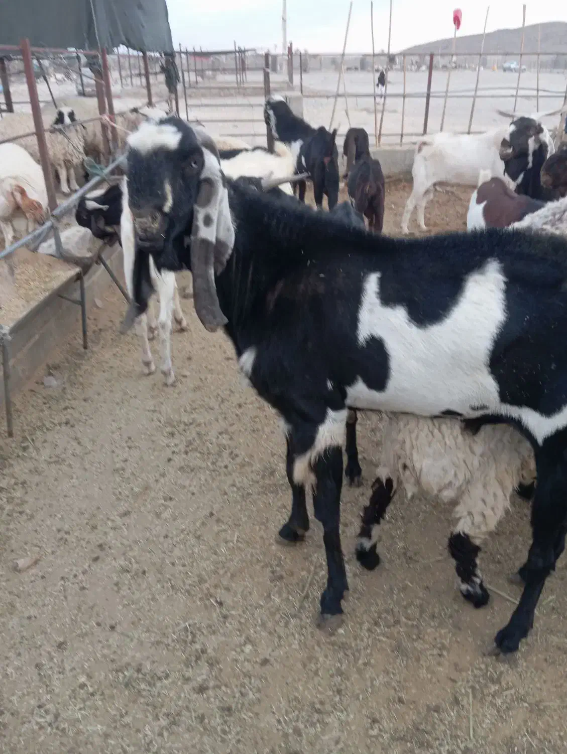 فروش پاجن پنجاب سانان قندوزی|حیوانات مزرعه|سراوان, |دیوار