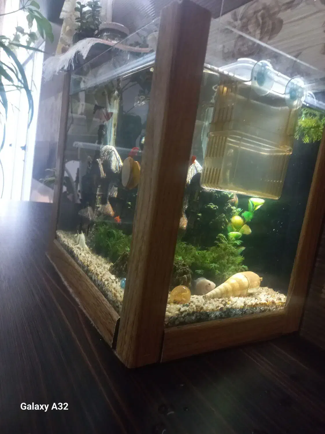 اکواریم بدون تجهیزان وماهی|ماهی|برخوار, |دیوار