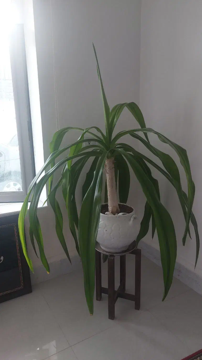 گل برگ ذرتی|گل و گیاه طبیعی|شیراز, دشت چنار|دیوار