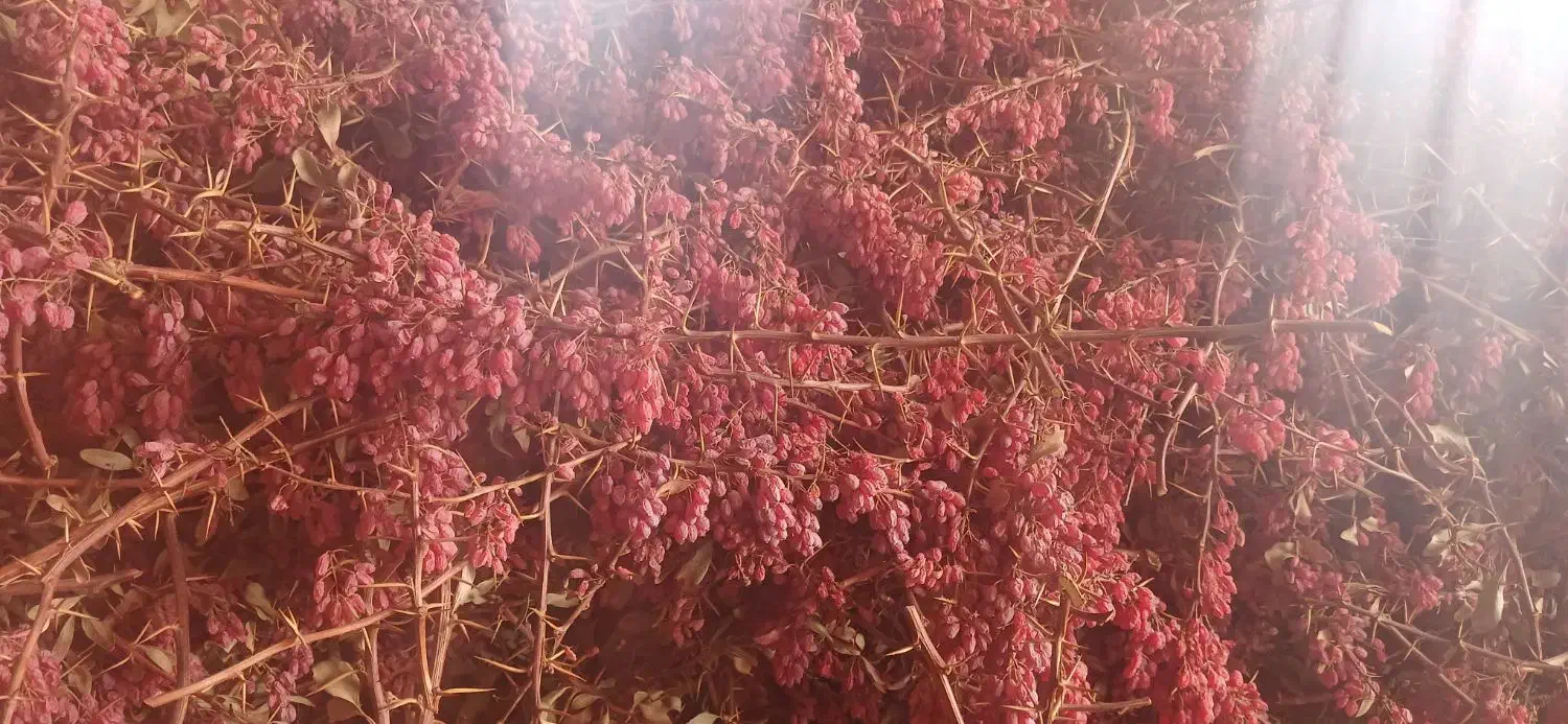 زرشک|خوردنی و آشامیدنی|سده (خراسان جنوبی), |دیوار