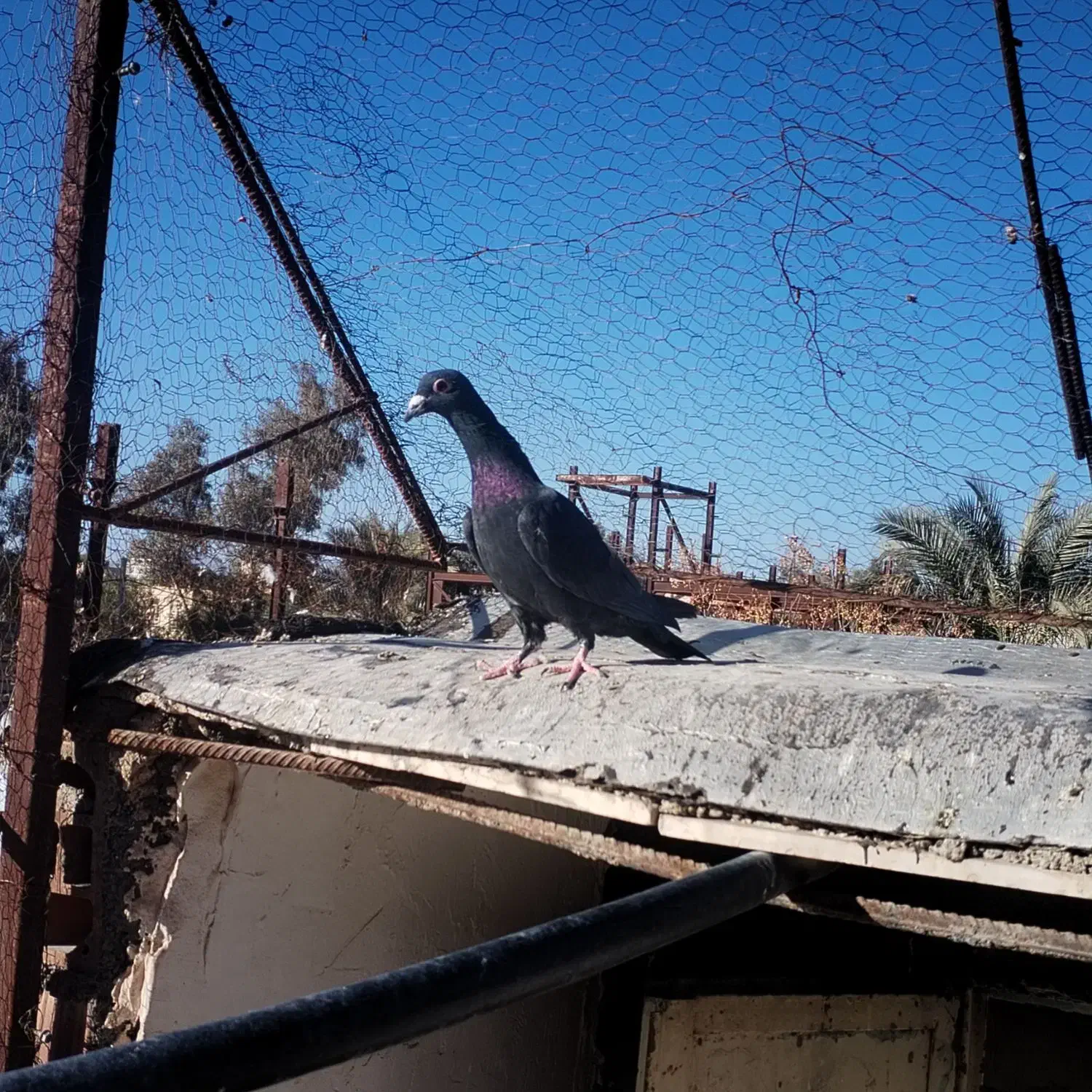 کبوتر|پرنده|بم, |دیوار