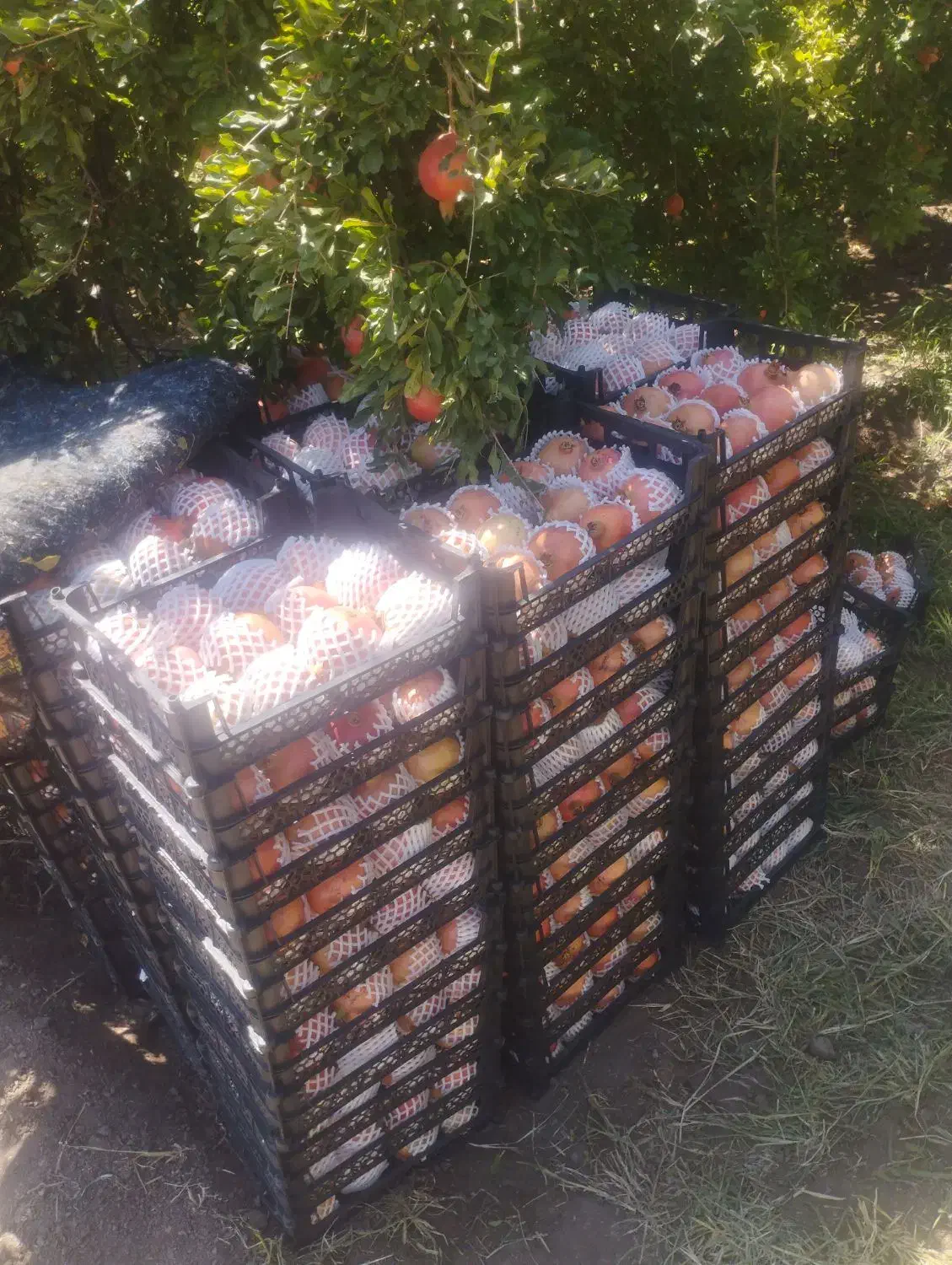 انار درجه یک طشک|خوردنی و آشامیدنی|شیراز, آزادی|دیوار