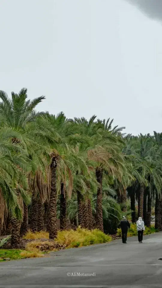 خرما مضافتی دو ردیف لوکس|خوردنی و آشامیدنی|بم, |دیوار