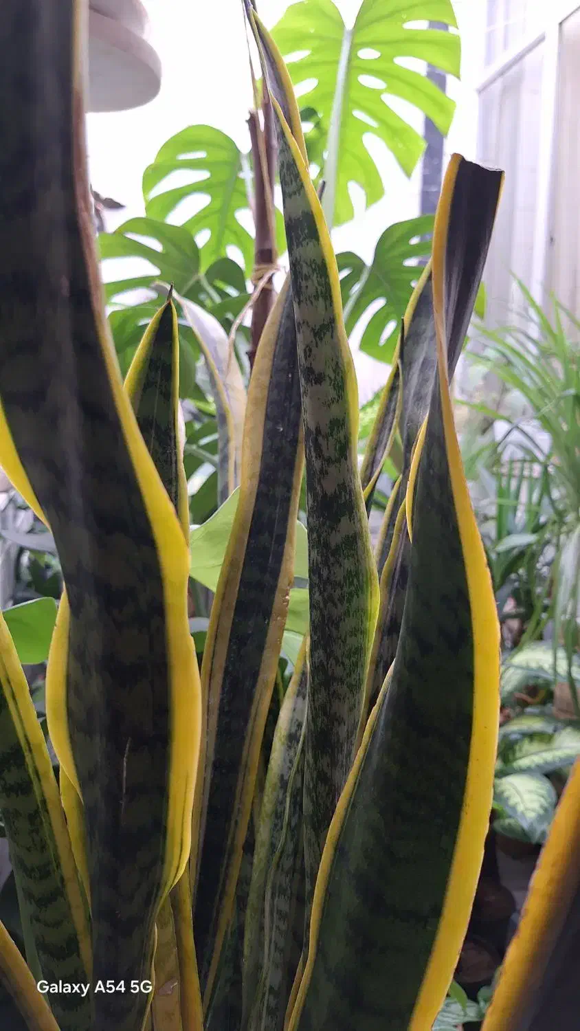 راهنمایی داوطلبانه گلهایی آپارتمانی وطبیعی|فعالیت داوطلبانه|کرمانشاه, |دیوار