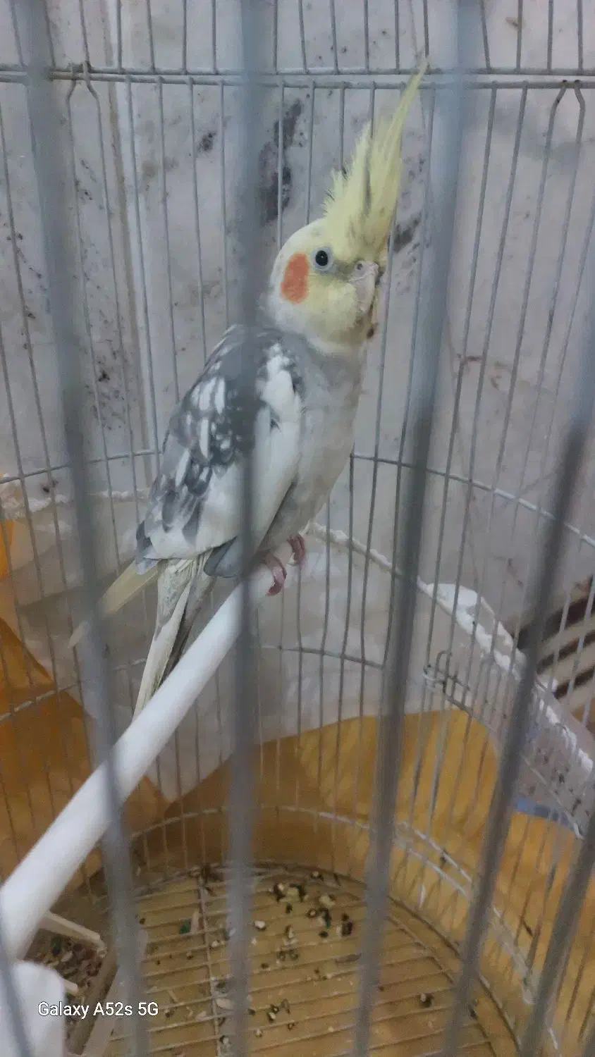 عروس هلندی و مینا|پرنده|گلبهار, شهر جدید گلبهار|دیوار