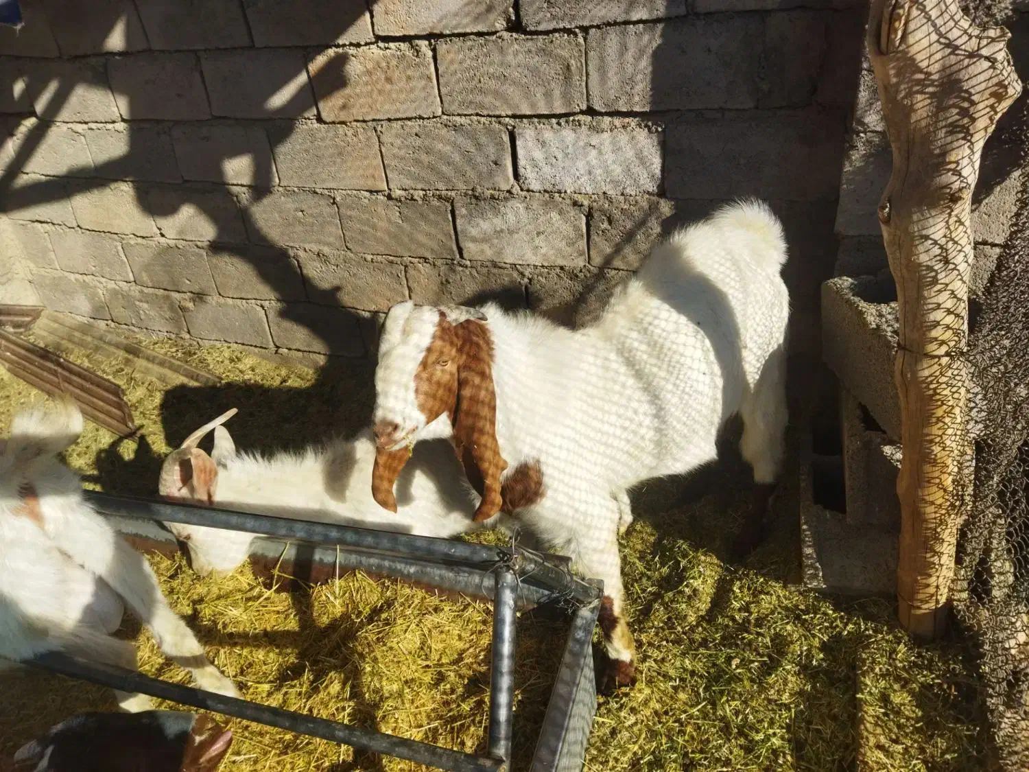 نری پاکستانی اصل|حیوانات مزرعه|کرمان, |دیوار