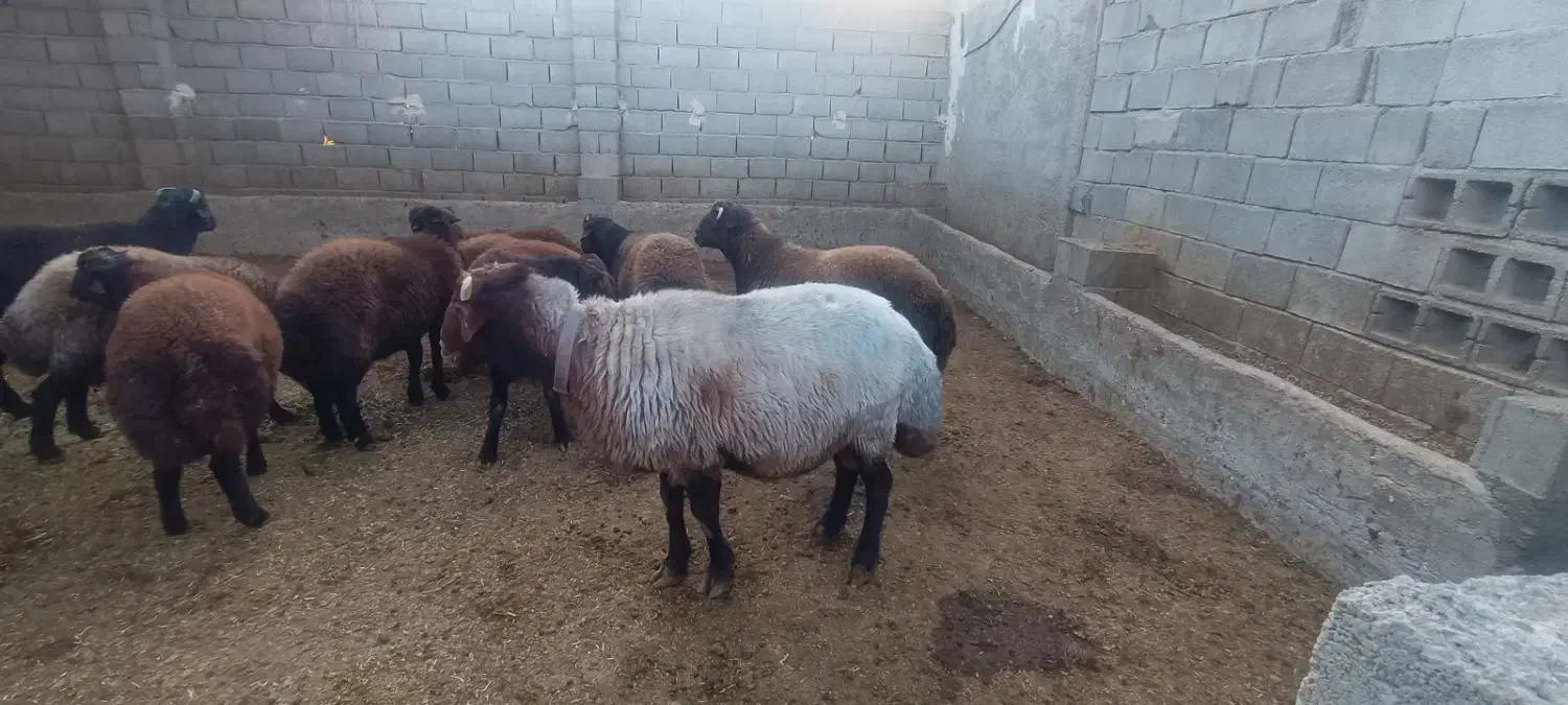 قوچ افشار اصل|حیوانات مزرعه|آباده, |دیوار