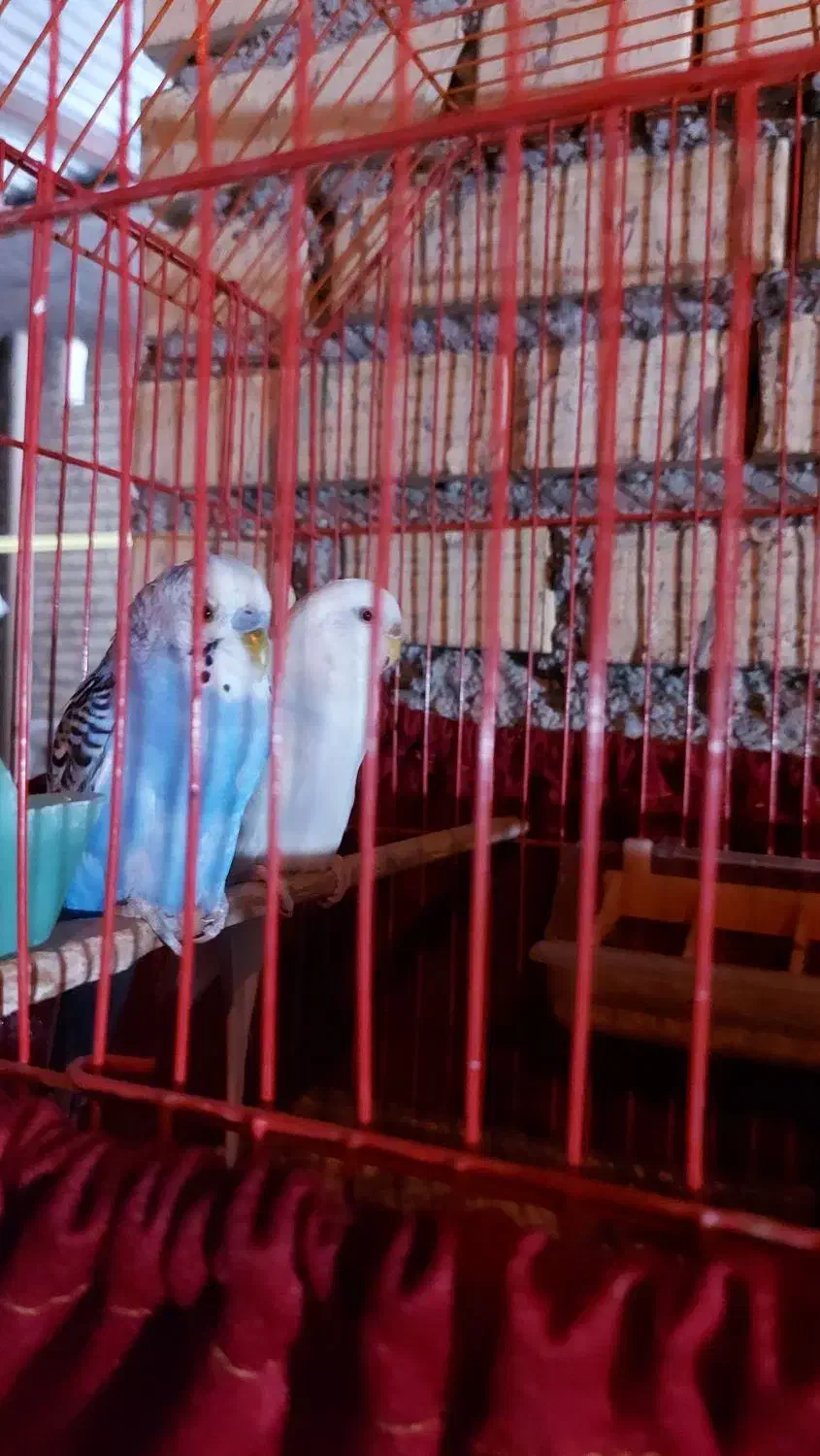 مرغ عشق مولد|پرنده|دهلران, |دیوار