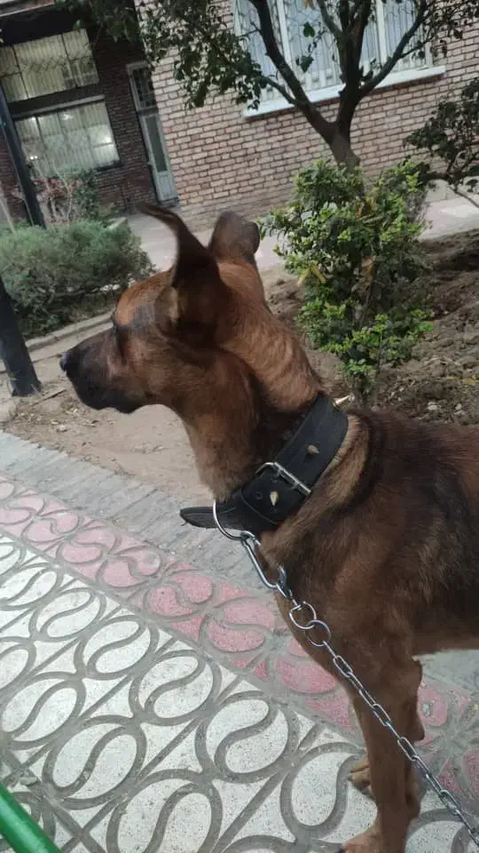 میکس دوبرمن و ژرمن|سگ|تهران, پیکان شهر|دیوار