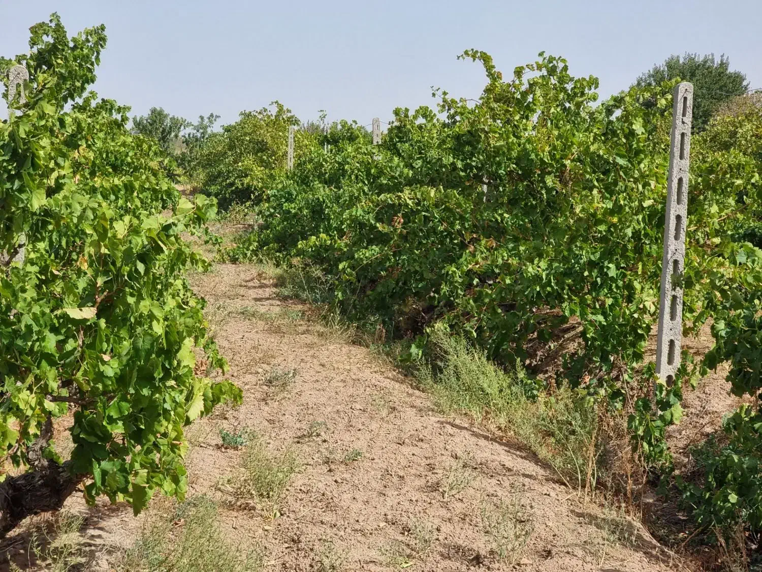 زzمین میخوای مثل tطلا بهت سود بده...|فروش دفتر صنعتی، کشاورزی، تجاری|محمدشهر, محمدشهر|دیوار