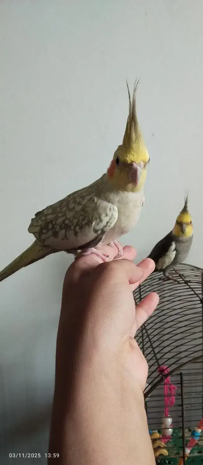 عروس هلندی|پرنده|اطاقور, |دیوار