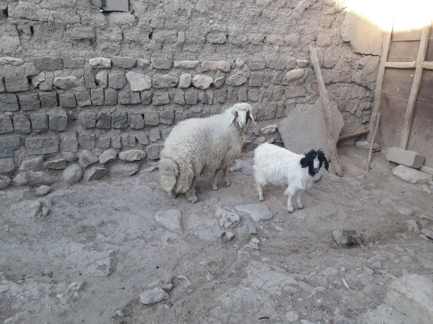 بره نرسرحال|حیوانات مزرعه|گهواره, |دیوار