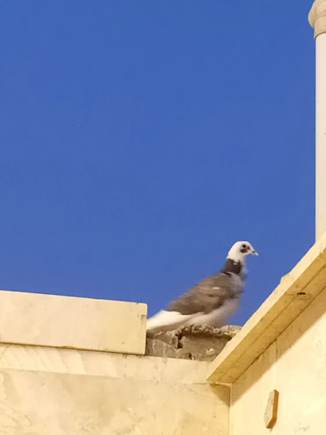 کبوتر|پرنده|شاهرود, |دیوار