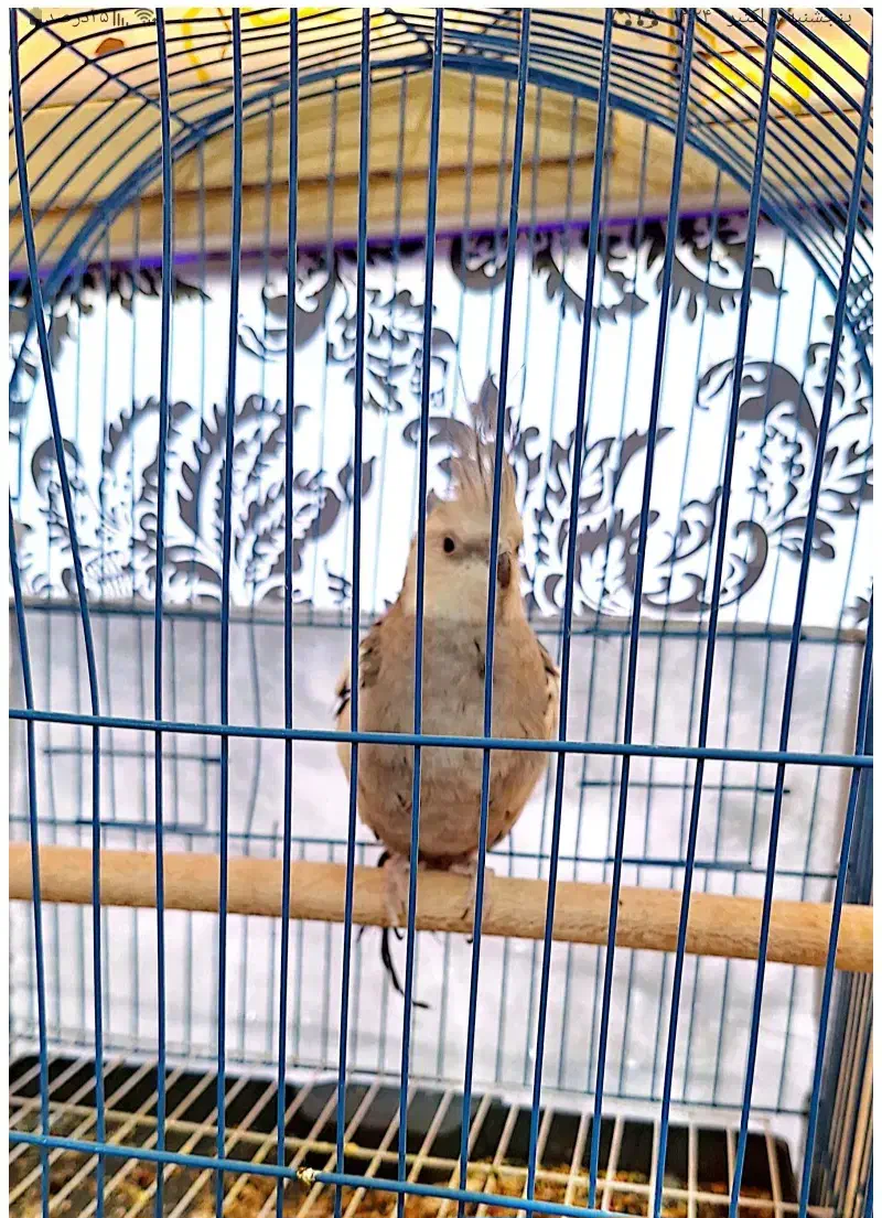 عروس هلندی نر|پرنده|لیکک, |دیوار