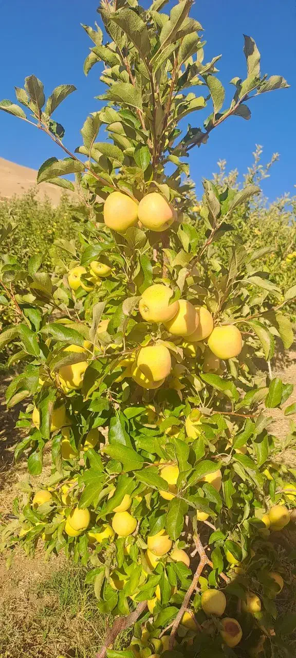 سیب کوهستانی|خوردنی و آشامیدنی|مهاباد (آذربایجان غربی), |دیوار