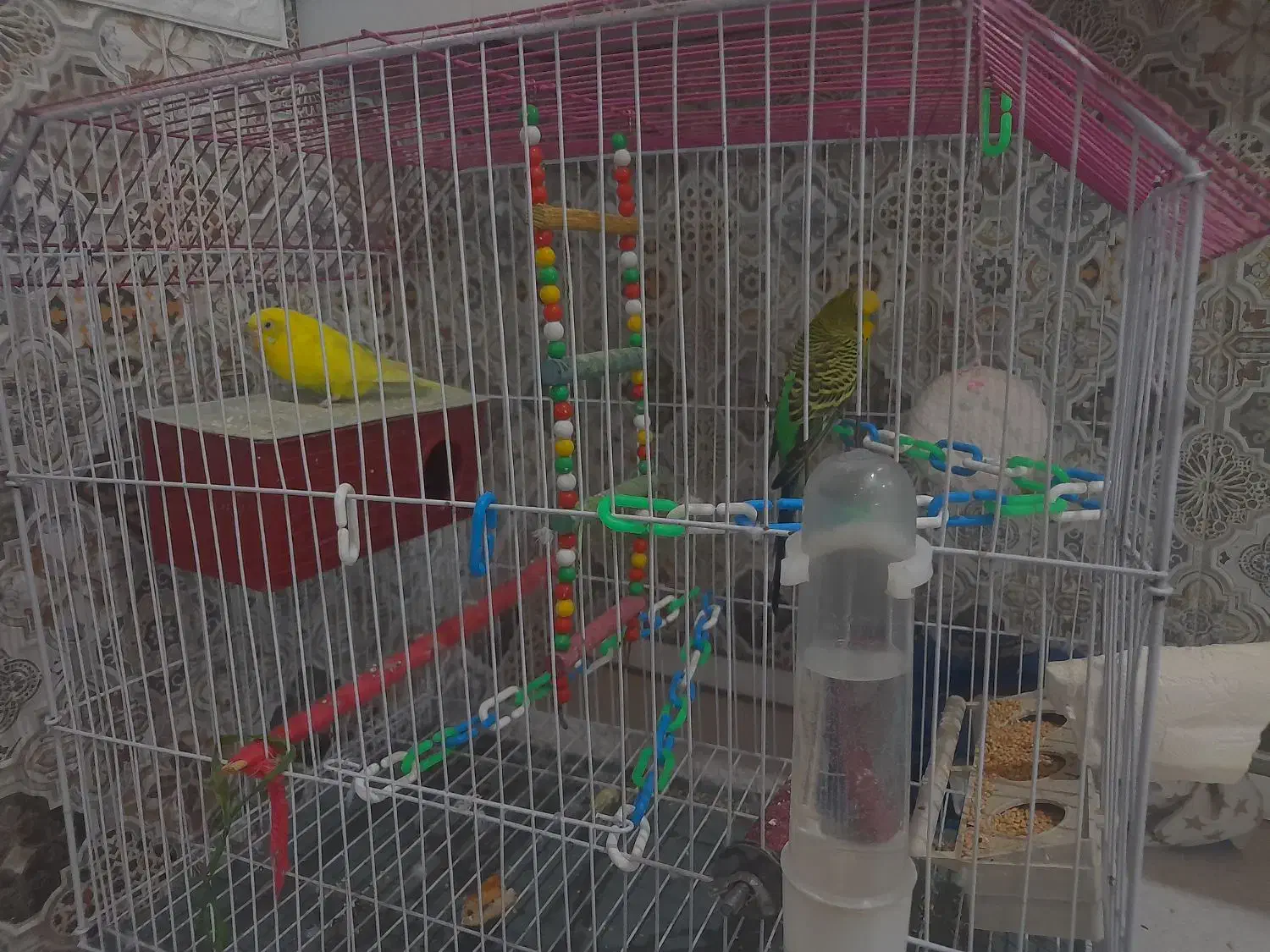 دو عدو مرغ عشق  باقفس و لوازم|پرنده|اسلام‌شهر, شهرک واوان|دیوار