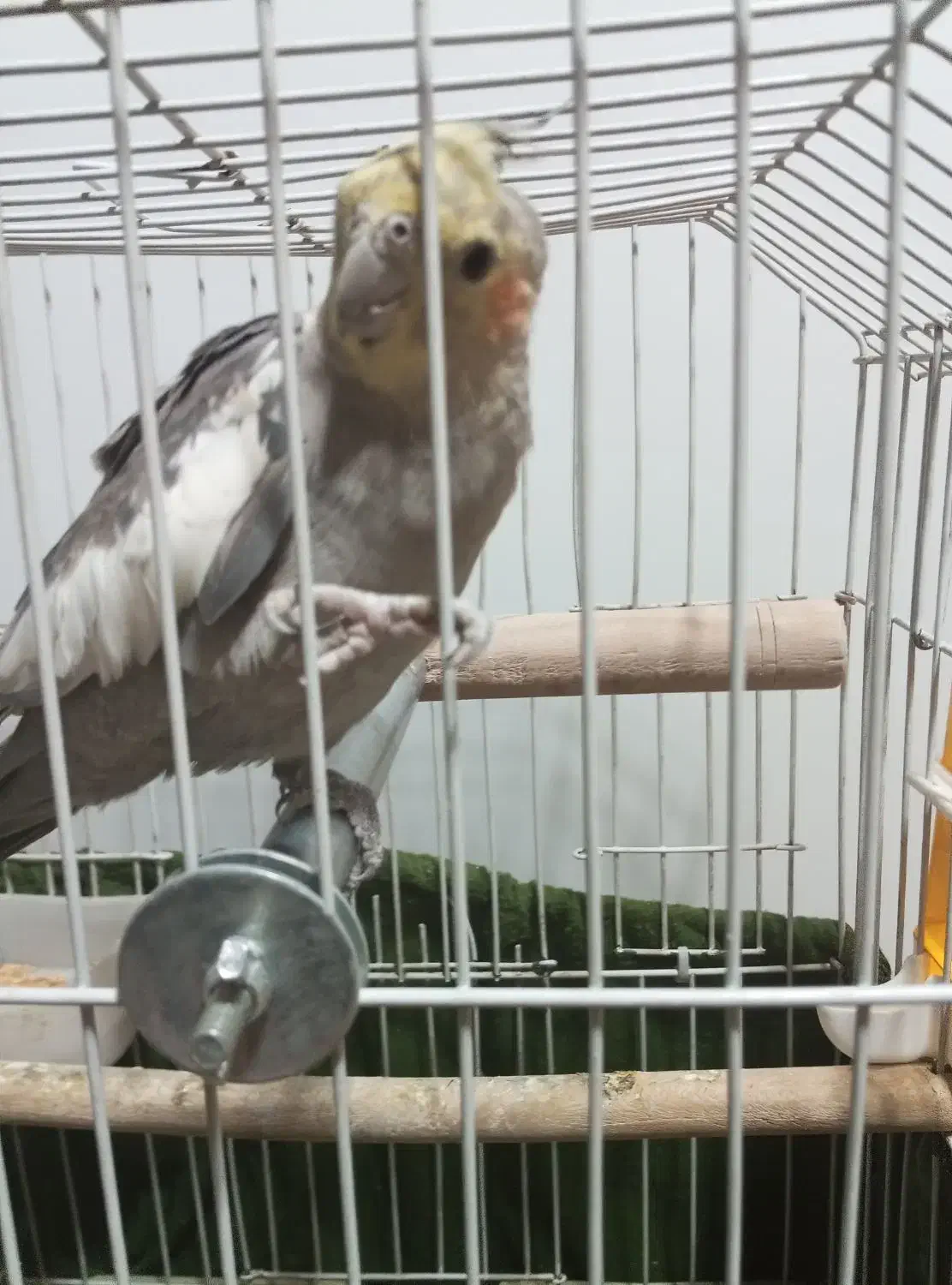 عروس هلندی نر|پرنده|اسلام‌شهر, شهرک مصطفی خمینی|دیوار