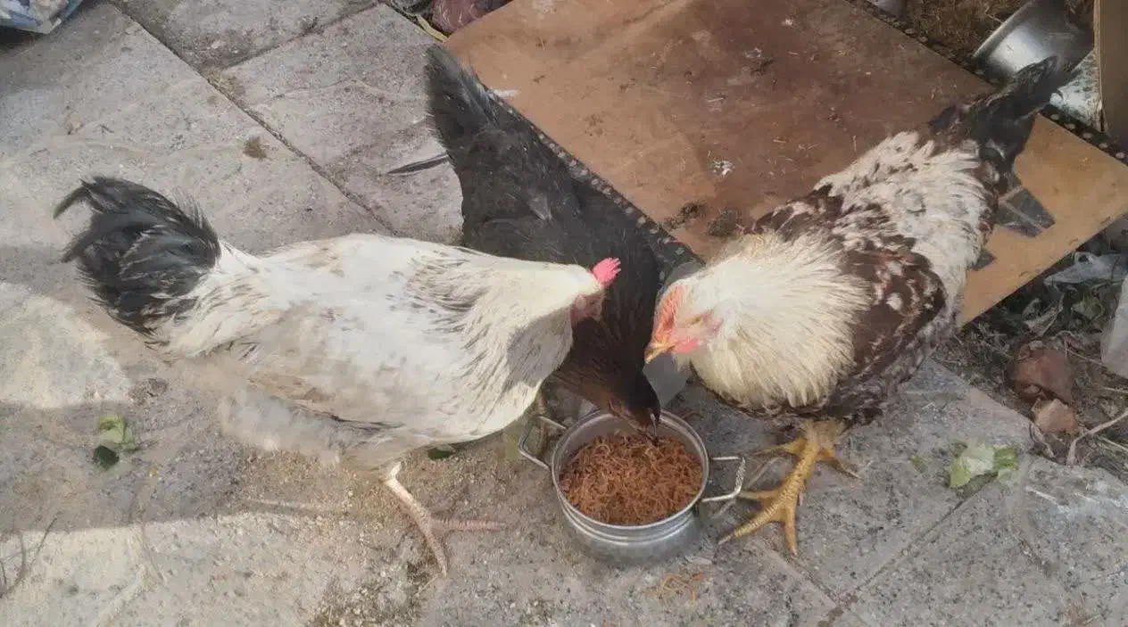 3 عدد مرغ|حیوانات مزرعه|خمین, |دیوار